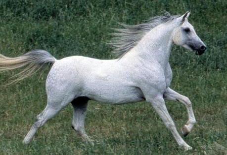 صور الحصان العربي